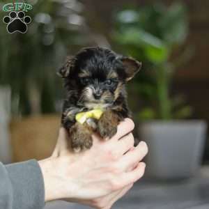 Drakkar, Yorkie Poo Puppy
